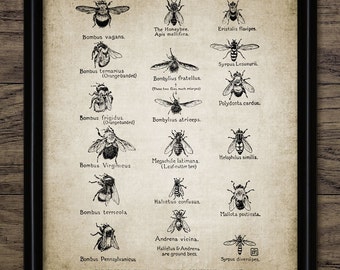 Vintage Insect Pollinators Wall Art, Printable Pollinating Insects, Honey Bee, Bumblebee, Flies, Flying Insect Art #504 INSTANT DOWNLOAD