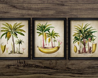 Banana Palm Tree Art Set of 3, Vintage Palm Tree, Vintage Botanical Art, Banana Palm, Palm Tree Decor, Banana Fruit #3020 INSTANT DOWNLOAD
