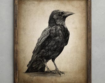 Crow Pencil Drawing, Corvid Decor, Carrion Crow Wall Art, Raven Bird Sketch