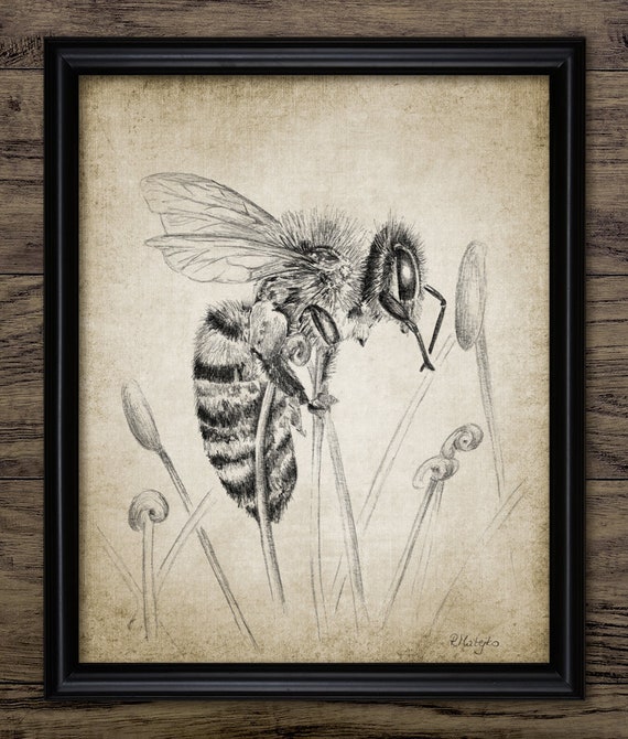 Hand Drawn Bees Isolated On White Background Pencil Drawing Monochrome  Sitting And Flying Honeybees Insect Set Side And Top View Stock Photo  Picture And Royalty Free Image Image 120611266