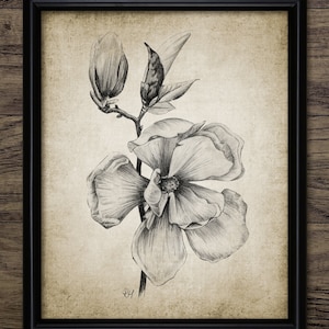 Magnolia Pencil Drawing, Printable Magnolia Drawing, Magnolia Flower Wall Art, Magnolia Flower, Botanical Wall Art #3510 INSTANT DOWNLOAD