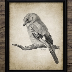 Jay Bird Pen And Ink Drawing, Printable British Jay Bird Wall Art, Jay Bird Drawing, Jay Bird Art, Woodland Bird #3166 INSTANT DOWNLOAD