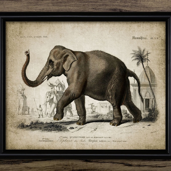 Indian Elephant Wall Art, Printable Vintage Elephant Illustration, Asian Elephant Conservation, Tusker #57 INSTANT DOWNLOAD