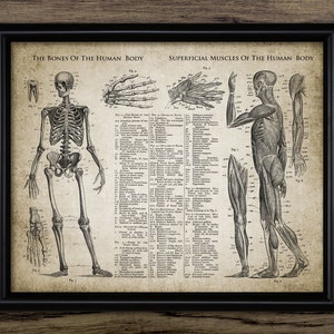 Vintage Bones and Muscles Print, Human Anatomy, Antique Human Skeleton, Medicine Student Printable Art Single Print #3662 INSTANT DOWNLOAD
