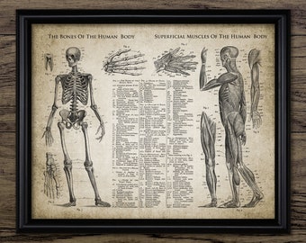 人体骨格解剖学 ヴィンテージ 1940 年代 高解像度デジタル画像 図 骨