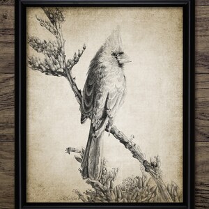 Northern Cardinal Pencil Drawing, Printable Cardinal Bird Art Print, Pen And Ink Drawing, North American Bird #3186 INSTANT DOWNLOAD