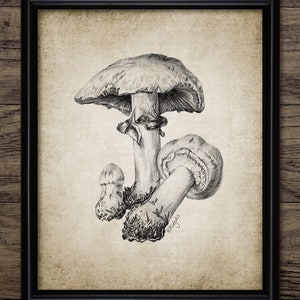 Autumn Mushroom Pencil Drawing Wall Art, Printable Forest Mushroom, Rustic Farmhouse, Fall Mushroom, Woodland Art #3957 INSTANT DOWNLOAD