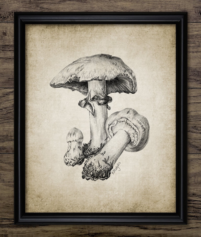 Mushroom Pencil Drawing Wall Art Printable Mushroom Forest Etsy
