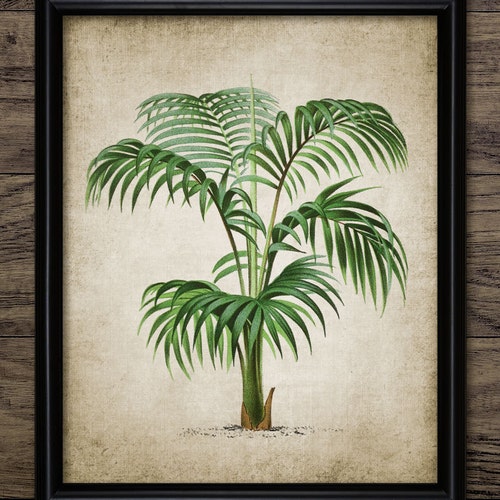 Vintage Palm Tree Print Palm Tree Palm Tree Botanical Wall Etsy