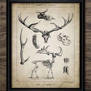 Giant Irish Elk Deer Wall Art, Irish Deer, Printable Elk, Prehistoric European Deer, Extinct Animal, Largest Deer #532 INSTANT DOWNLOAD