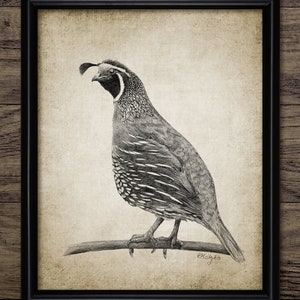 California Quail Pencil Drawing, Printable California Quail Drawing, Quail Bird Decor, Game Bird Art, Quail Hunting #3365 INSTANT DOWNLOAD
