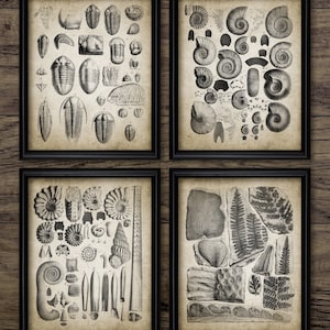 Fossil Wall Art Set Of 4, Trilobite, Ammonite, Carboniferous Plant Fossil, Paleontology, Geology, Coal Seam Fossils #3853 INSTANT DOWNLOAD