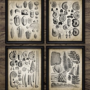 Fossiele muurkunst set van 4, trilobiet, ammoniet, carboon plantenfossiel, paleontologie, geologie, steenkoolnaadfossielen #3853 INSTANT DOWNLOAD