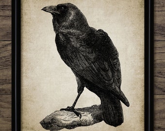 Raven Wall Art Print, Antique Raven Poster, Gothic Decor, Witchcraft Vintage Black Bird Printable Art - Single Print #15 INSTANT DOWNLOAD