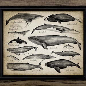 Whale Watercolour Painting, Printable Whales Of The World, Marine Life, Sea Life, Natural History #3411 INSTANT DOWNLOAD