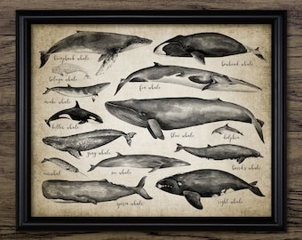 Whale Watercolour Painting, Printable Whales Of The World, Marine Life, Sea Life, Natural History #3411 INSTANT DOWNLOAD