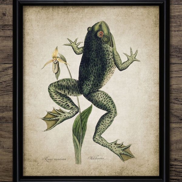 Treefrog Wall Art, Printable Tree Frog, Amphibian, Slipper Orchid Flower, Jumping Frog, Endangered Species #147 INSTANT DOWNLOAD