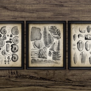 May include: Three framed black and white illustrations of different types of fossils. The first illustration shows a variety of ammonite fossils. The second illustration shows a variety of fern and plant fossils. The third illustration shows a variety of trilobite fossils.