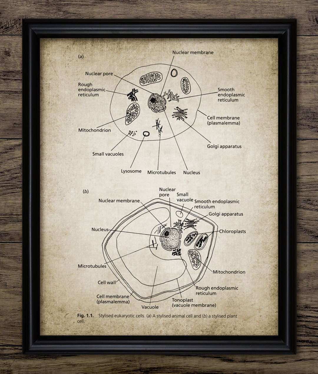 Animal Cell Pencil Drawing Printable Animal Cell Drawing - Etsy Animal Cell Pencil Drawing Printable Animal Cell Drawing - Etsy