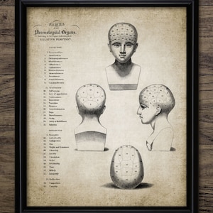 May include: A vintage illustration of a human head with numbered sections, labelled "Phrenological Organs." The illustration shows the relative position of the organs on the head, with a list of names and descriptions of each organ. The illustration is in black and white and has a textured background.
