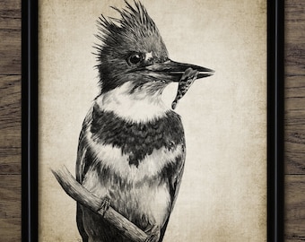 Belted Kingfisher Pencil Drawing, Printable Belted Kingfisher Drawing, Bird Sketch, Freshwater River Fishing Bird #3943 INSTANT DOWNLOAD