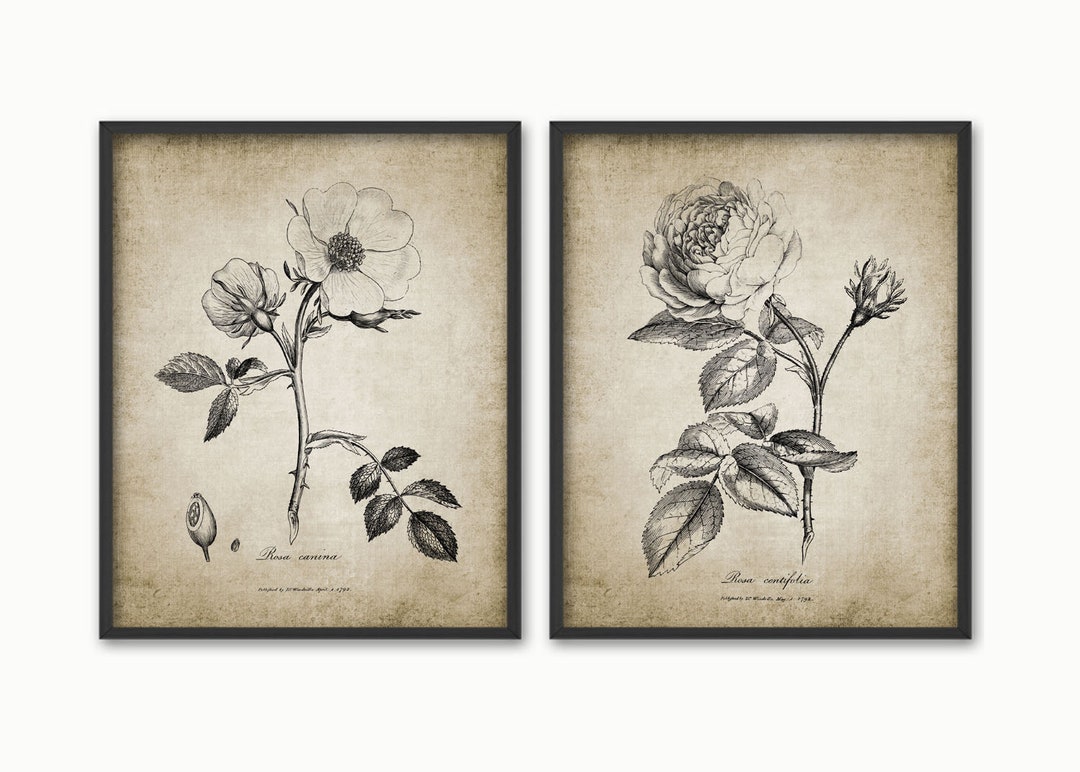Rose Wall Art Set of 2 Wild Rose Dog Rose Printable Rose Etsy