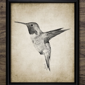 Kolibri Bleistiftzeichnung, Kolibri Zeichnung, druckbare Kolibri, Vogel Dekor, Kolibri Wand Kunst #3917 SOFORTIGER DOWNLOAD