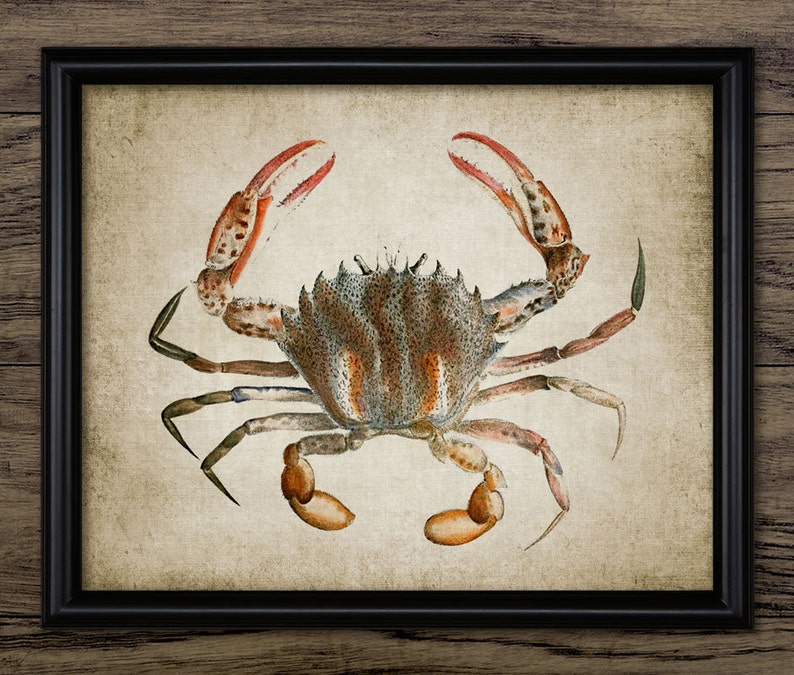 A beautiful vintage illustration of a crab upon a wonderful vintage effect background.