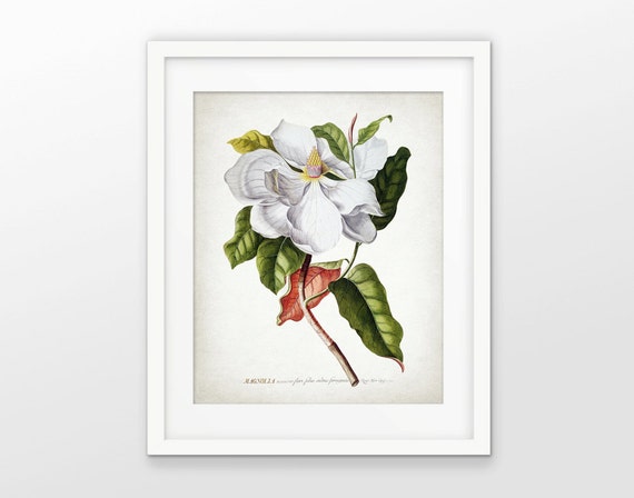 Magnolia Flower Print White Flower Illustration Botanical | Etsy