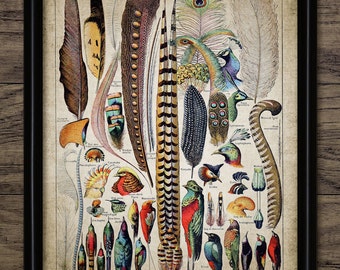 Feather Wall Art, Printable Feathers, Feather Art, Bird Feather, Bird Plumage Wall Art, Tail Feathers, Bird Watcher #654 INSTANT DOWNLOAD