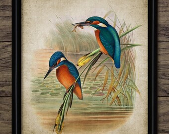 Kingfisher Bird Wall Art, Vintage Digital Print, Printable Common Kingfisher Bird, Rustic Instant Bird Print #4529 INSTANT DOWNLOAD