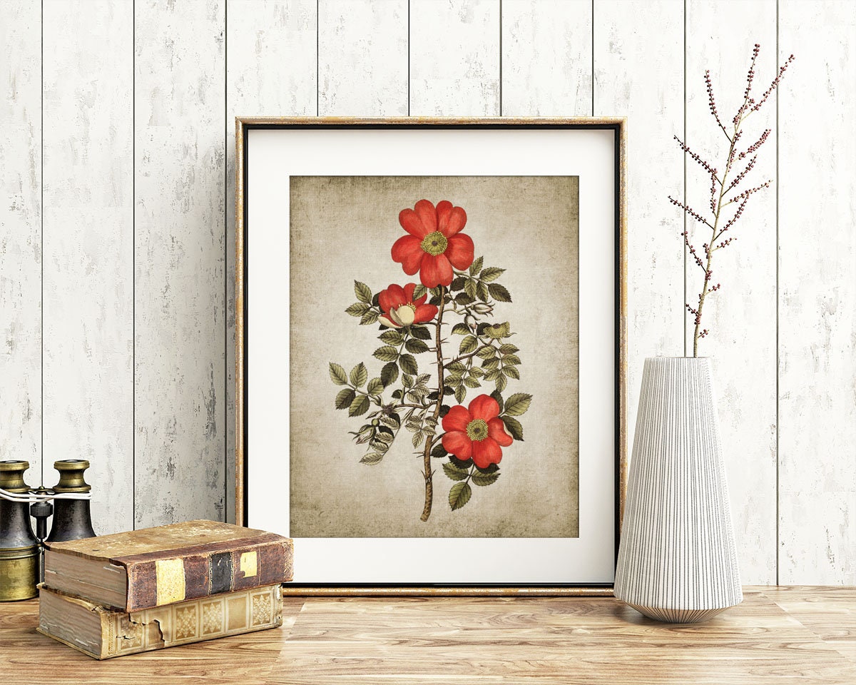 Wild Rose Wall Art Print Rustic House Decor Vintage Red Rose - Etsy
