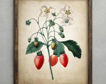 Wild Strawberries Print, Antique Fruit Illustration, Vintage Decor, Strawberry Wall Art, Rustic Kitchen Wall Art