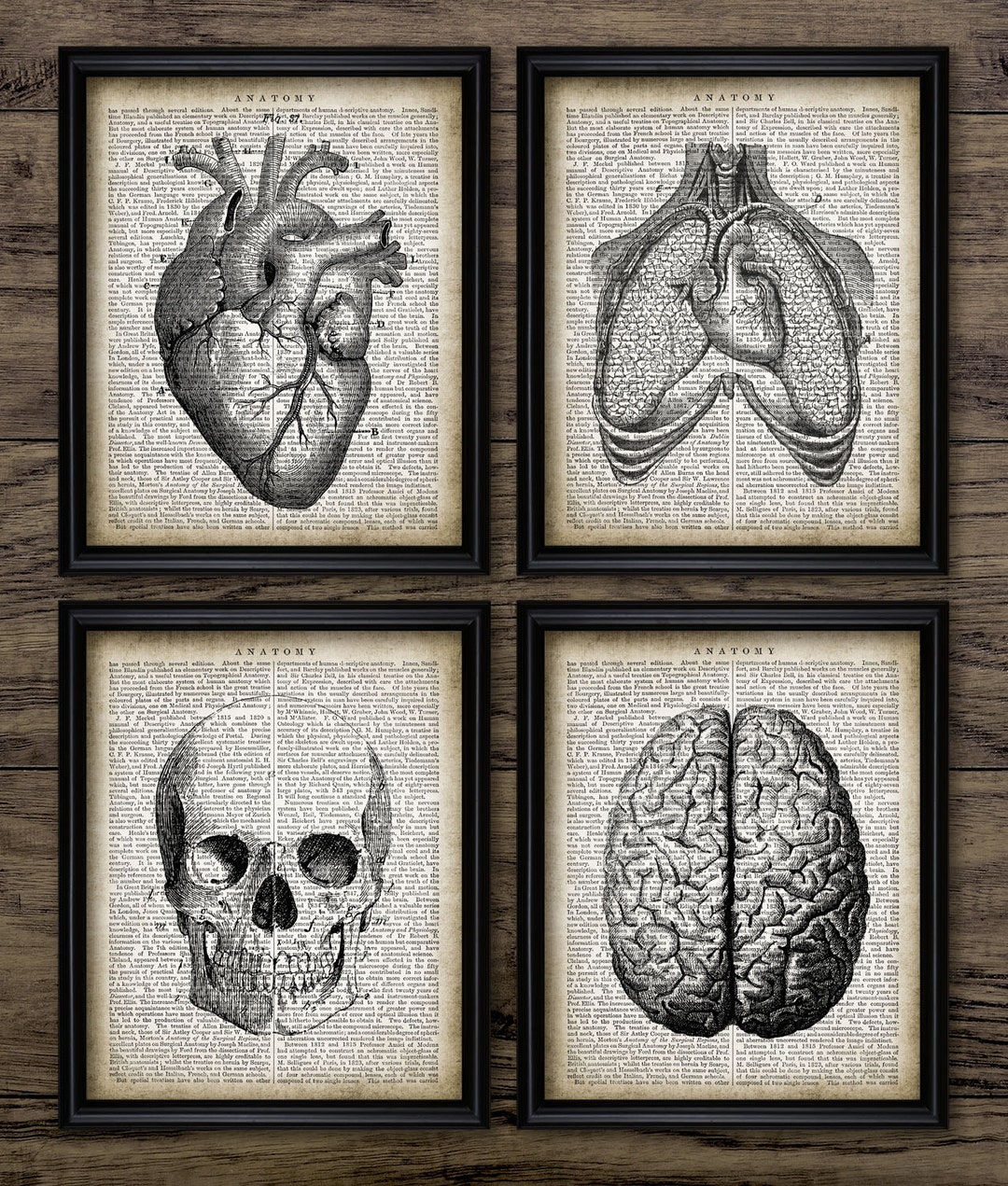 Human Anatomy Wall Art Set of 4, Printable Human Anatomy, Medical ...