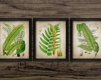 Fern Wall Art Set of 3, Printable Vintage Fern Plant, Vintage Botanical Art, Green Fern Forest Art, Woodland Decor #178 INSTANT DOWNLOAD