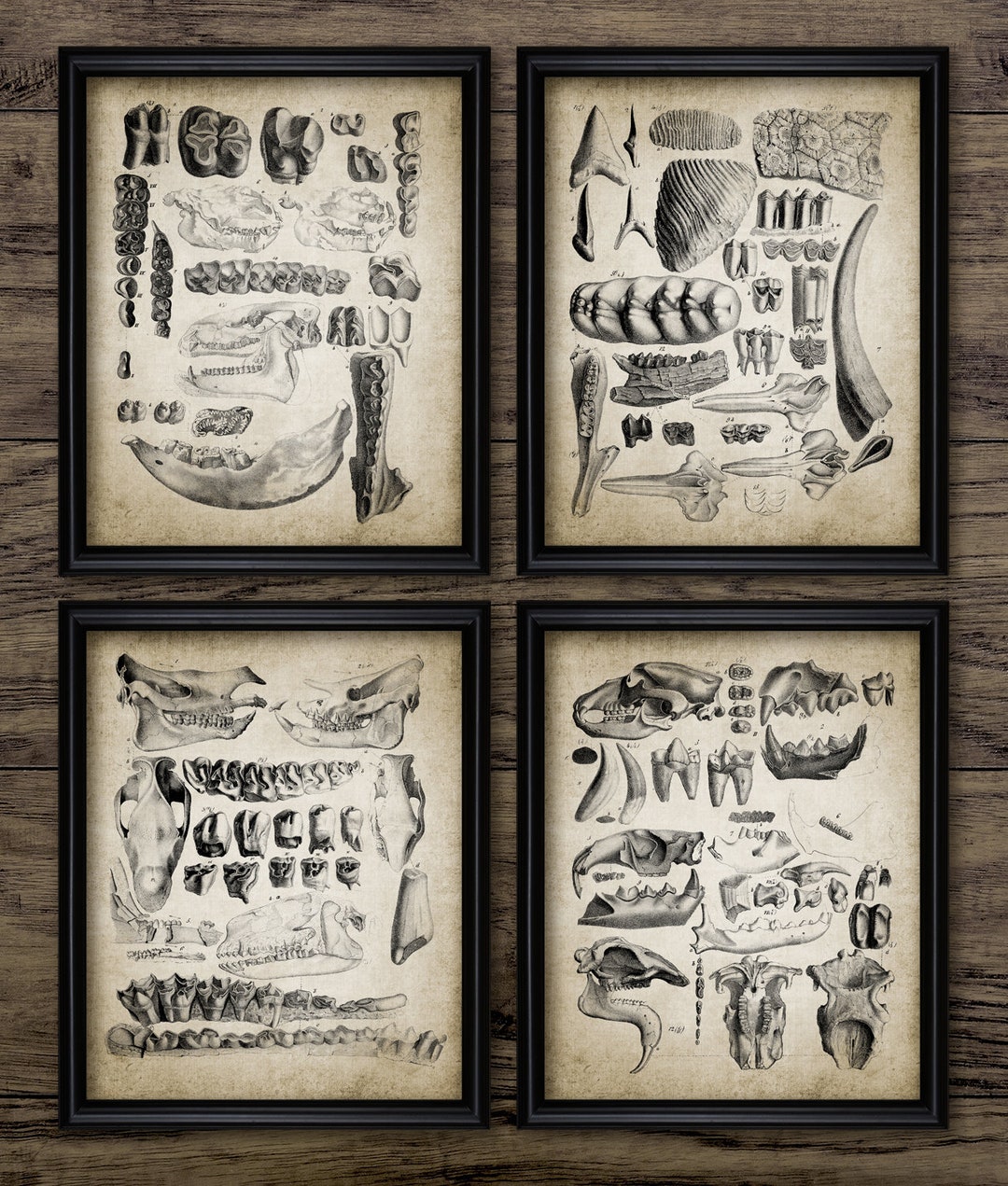 Fossil Wall Art Set of 4 Printable Fossil Extinct Mammal Etsy