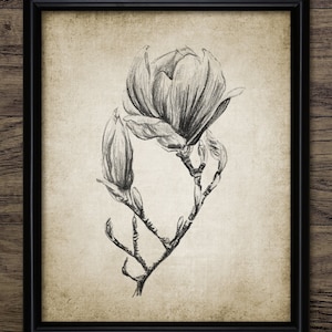 Magnolia Charcoal Drawing, Printable Magnolia, Magnolia Wall Art, Magnolia Print, Botanical Wall Art #3937 INSTANT DOWNLOAD
