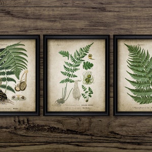 Fern Print Wall Art Set of 3, Vintage Fern Plant Botanical Art, Woodland Fern Botanical Art, Green Forest Fern Print #3118 INSTANT DOWNLOAD
