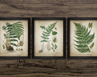 Fern Print Wall Art Set of 3, Vintage Fern Plant Botanical Art, Woodland Fern Botanical Art, Green Forest Fern Print #3118 INSTANT DOWNLOAD