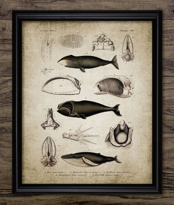 Vintage Whale Illustrations Illustration Of A Humpback Whale In A