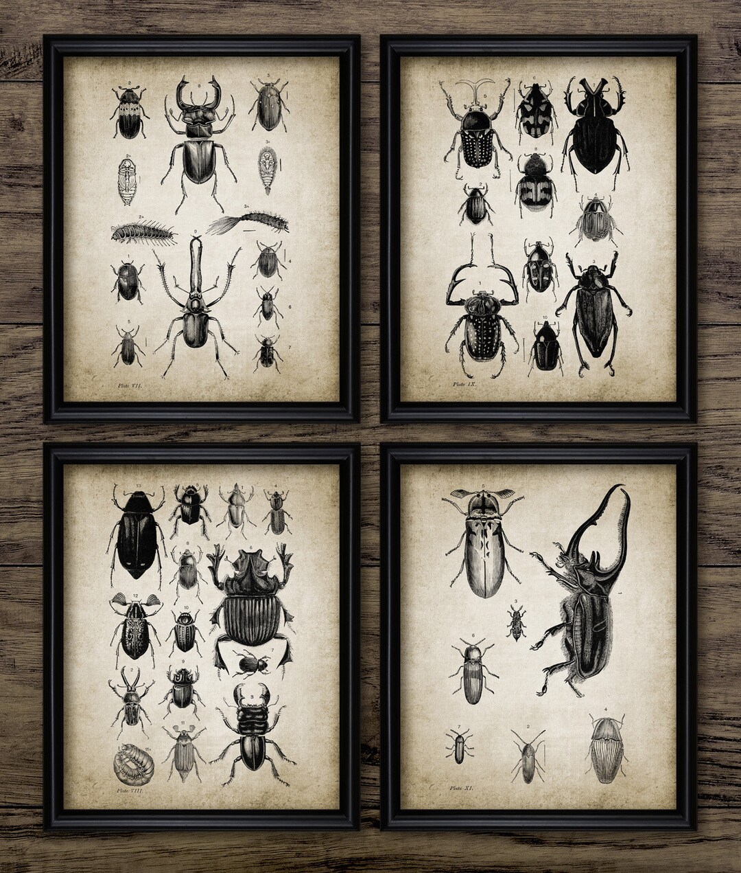 Beetle Wall Art Set of 4, Printable Insect Art, Entomology