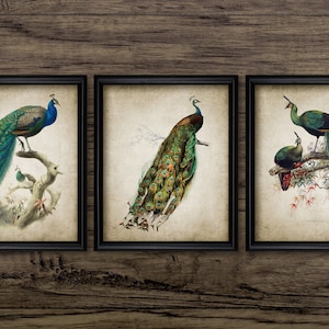 Peacock Wall Art Set Of Three, Printable Peacock Art, Peacock Feather, Peacock Home Decor, Peacock Bird Print #3420 INSTANT DOWNLOAD
