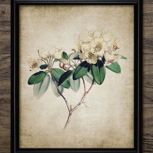 Rhododendron Wall Art Print, Antique Botanical Art, Rustic House Decor, Vintage Flower Printable Art - Single Print #33 INSTANT DOWNLOAD