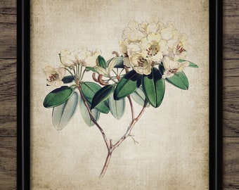 Rhododendron Wall Art Print, Antique Botanical Art, Rustic House Decor, Vintage Flower Printable Art - Single Print #33 INSTANT DOWNLOAD