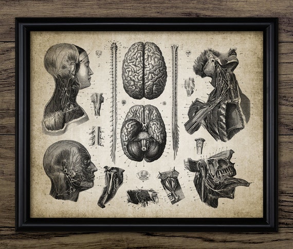 nerve-neuroscience-brain-human-anatomy-printable-spinal-cord-medical