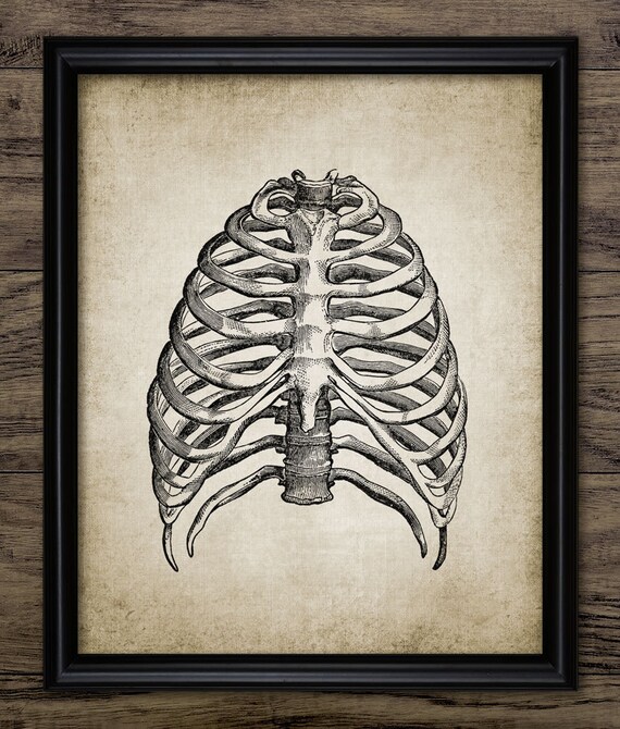 Rib Cage Print Human Anatomy Vintage Human Rib Cage Etsy