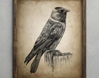 Jackdaw Pencil Drawing, Corvid Decor, Crow Wall Art, Raven Bird Sketch