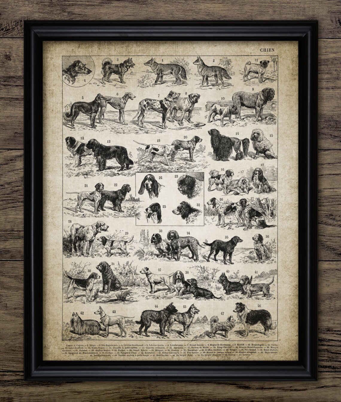 Dog Breeds Wall Art Printable Vintage Dog Breed Chart Hound Terrier 
