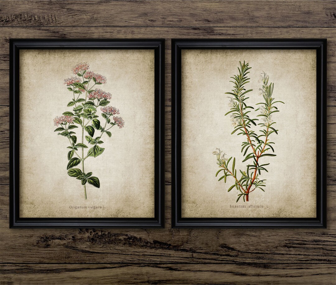 Vintage Herb Wall Art Set of 2, Printable Herbs, Oregano, Rosemary ...