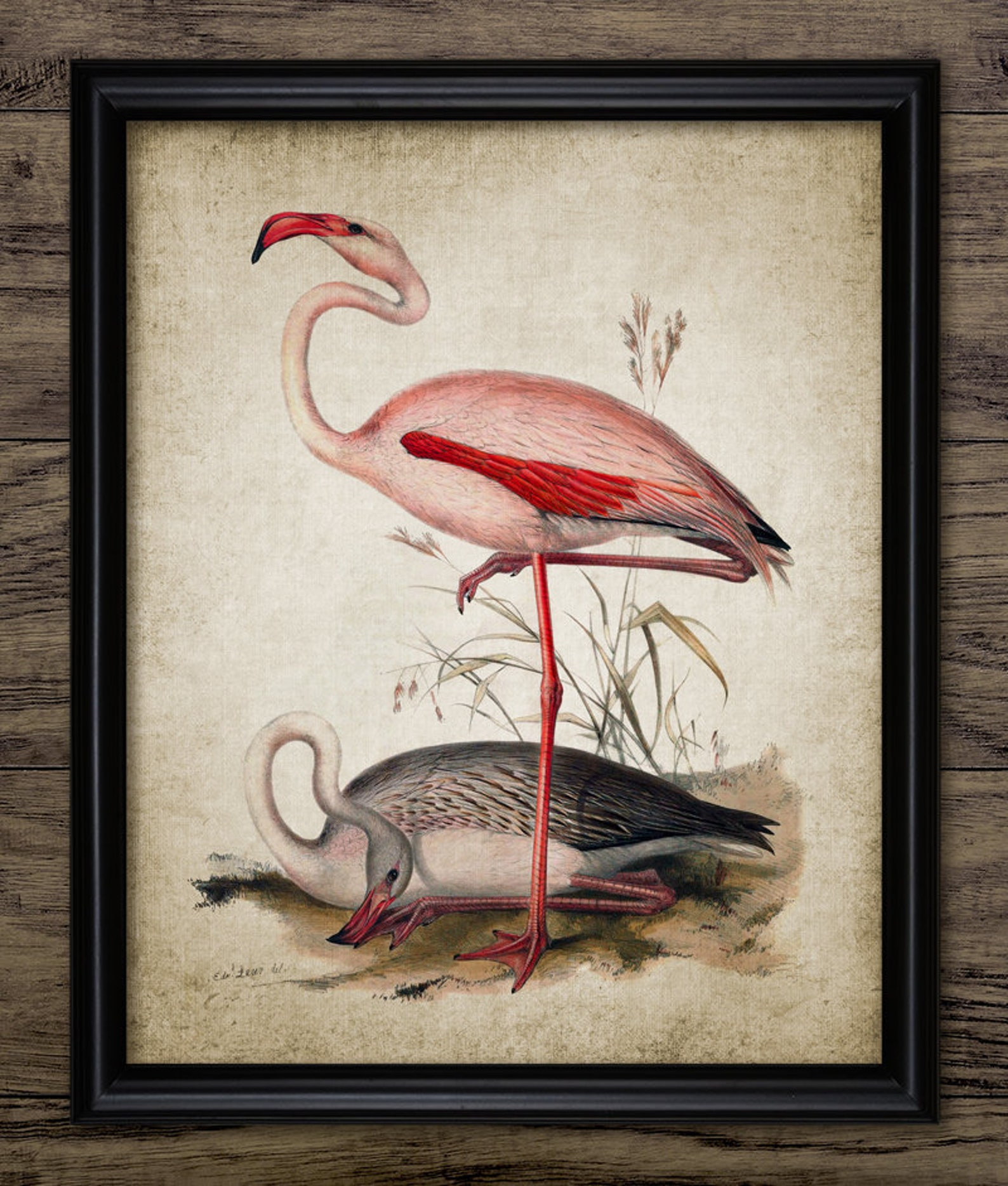 Vintage Flamingo Art Print Printable Flamingo Bird Wall Art | Etsy